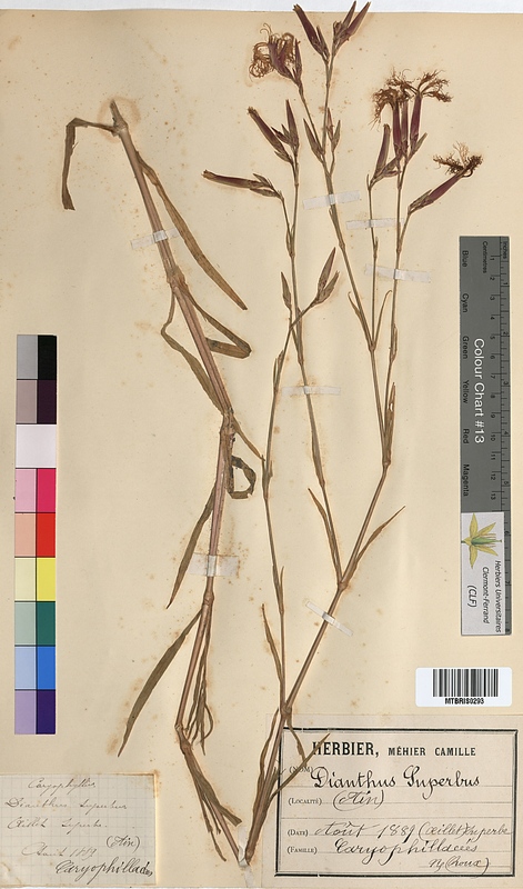 Dianthus superbus (Caryophyllaceae)