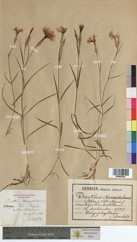 Dianthus monspessulanus (Caryophyllaceae)