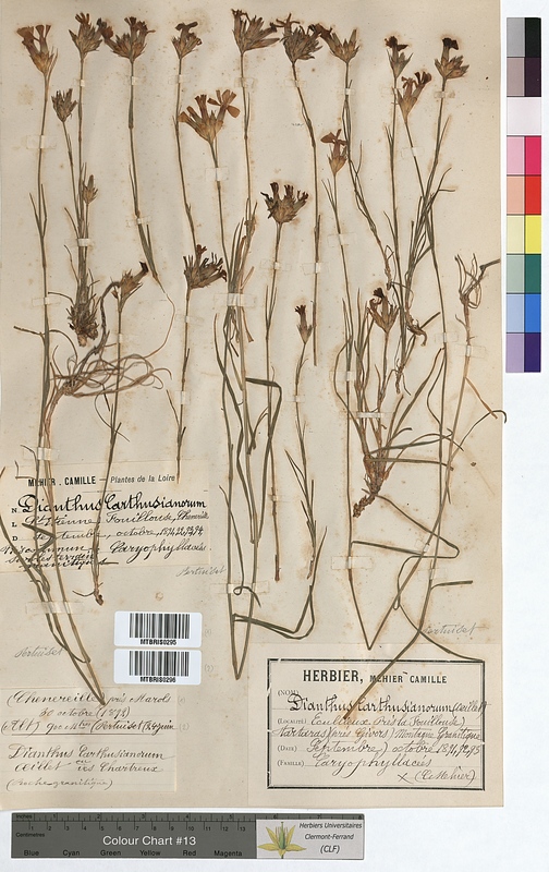 Dianthus carthusianorum (Caryophyllaceae)