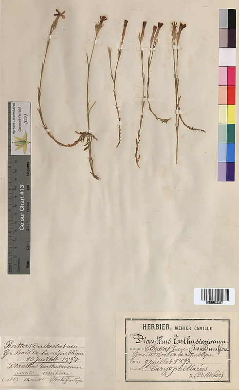 Dianthus carthusianorum (Caryophyllaceae)