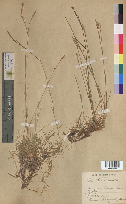 Dianthus attenuatus (Caryophyllaceae)