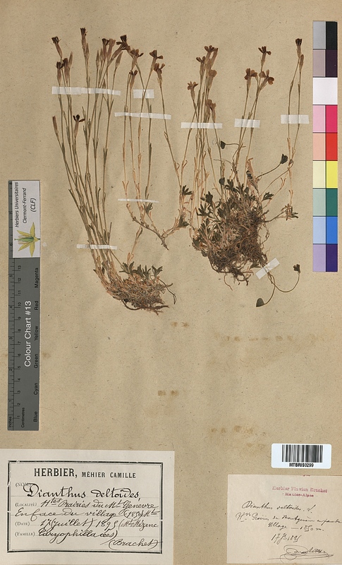 Dianthus deltoides (Caryophyllaceae)
