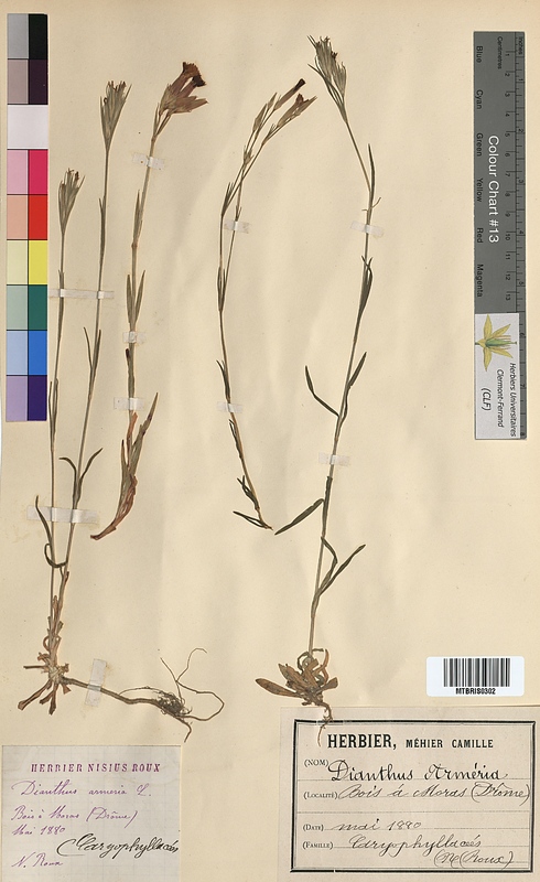 Dianthus armeria (Caryophyllaceae)