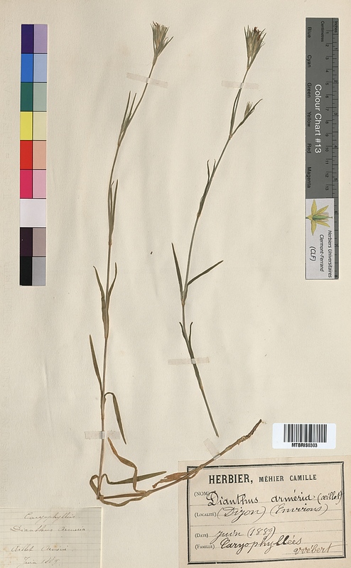 Dianthus armeria (Caryophyllaceae)