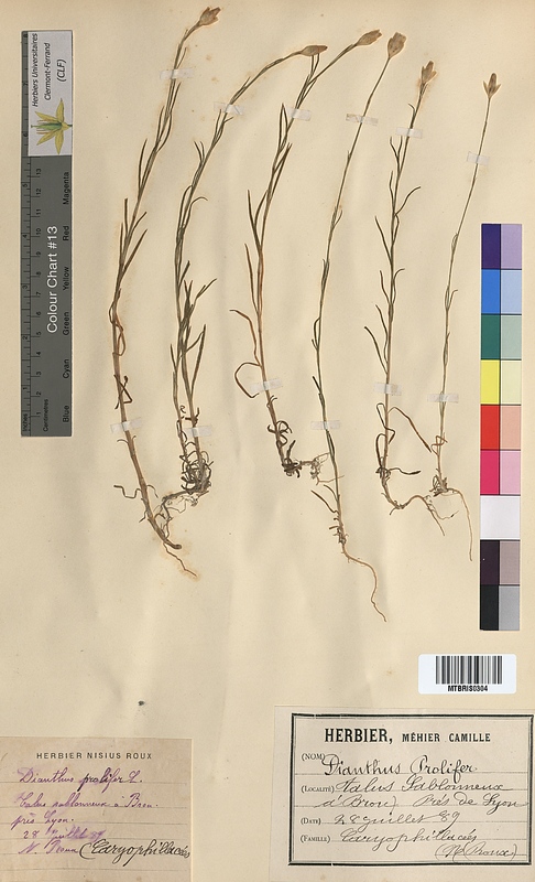 Dianthus prolifer (Caryophyllaceae)