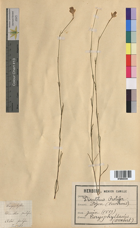 Dianthus prolifer (Caryophyllaceae)