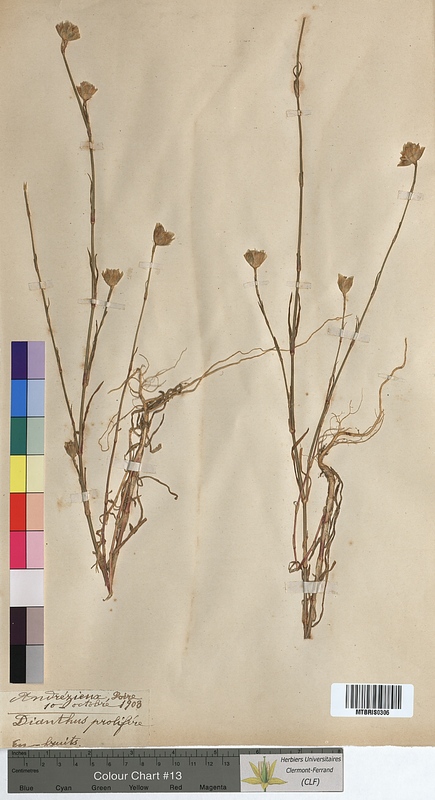 Dianthus prolifer (Caryophyllaceae)