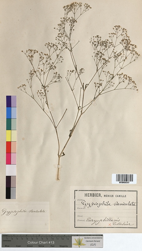 Gypsophila paniculata (Caryophyllaceae)