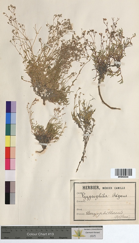 Gypsophila repens (Caryophyllaceae)
