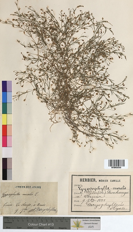 Gypsophila muralis (Caryophyllaceae)