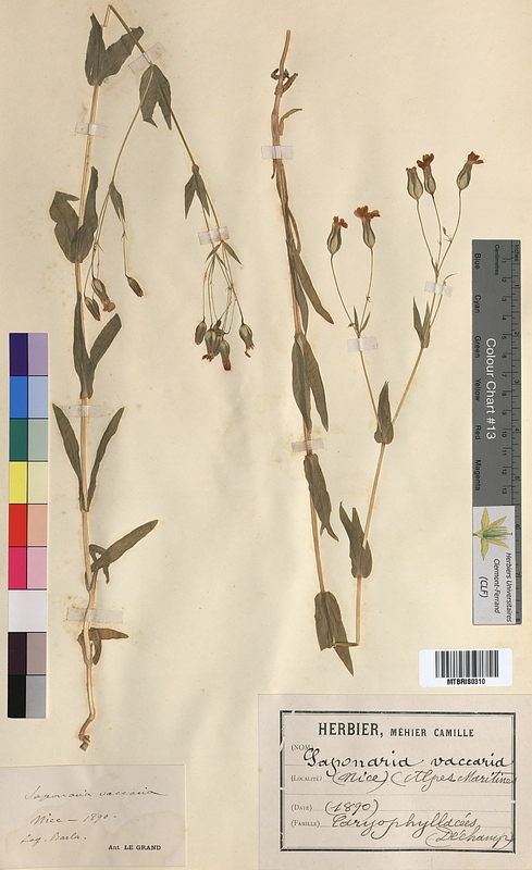Saponaria vaccaria (Caryophyllaceae)