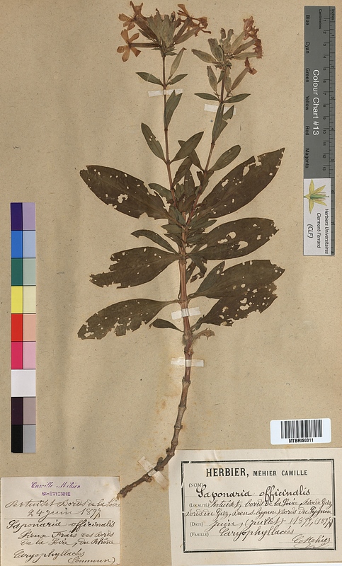Saponaria officinalis (Caryophyllaceae)