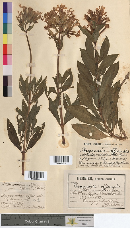 Saponaria officinalis (Caryophyllaceae)