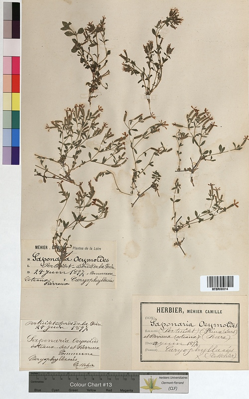 Saponaria ocymoides (Caryophyllaceae)