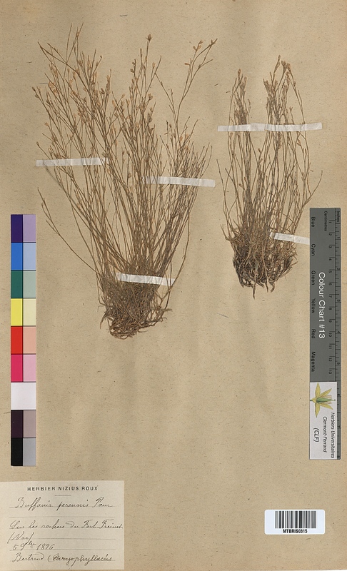 Bufonia perennis (Caryophyllaceae)
