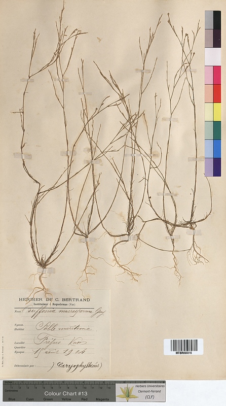 Bufonia macrosperma (Caryophyllaceae)