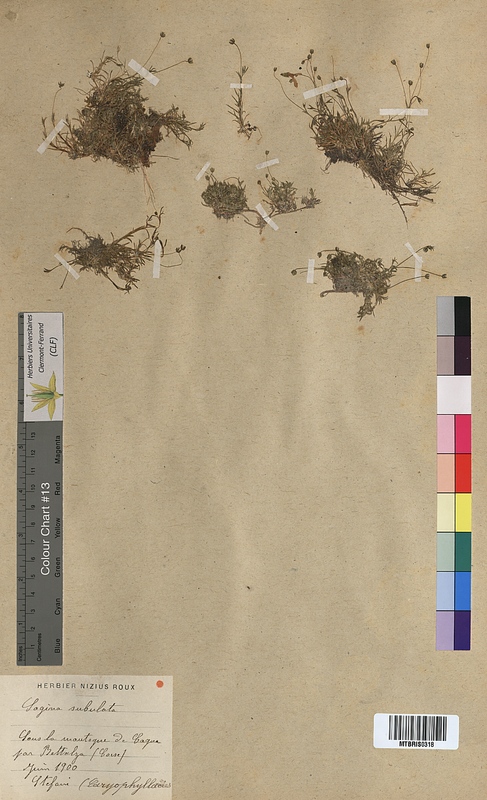 Sagina subulata (Caryophyllaceae)