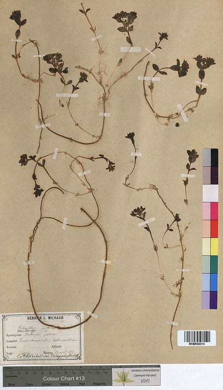 Halianthus peploides (Caryophyllaceae)