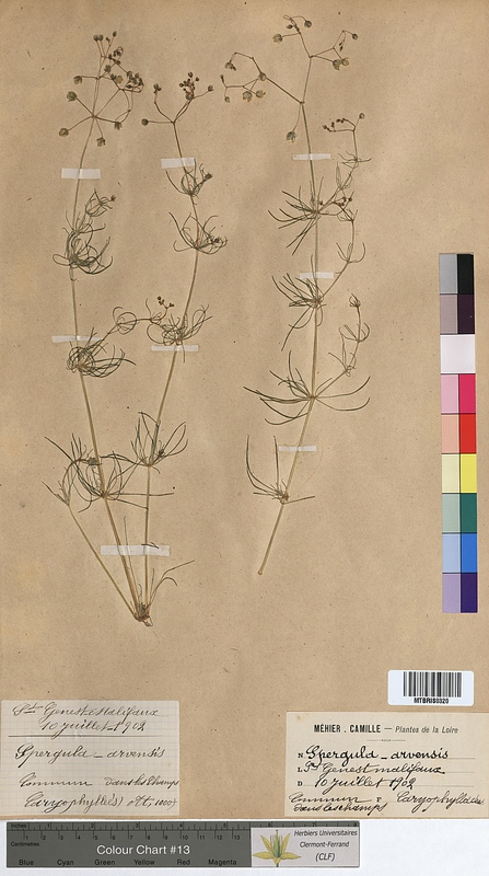 Spergula arvensis (Caryophyllaceae)