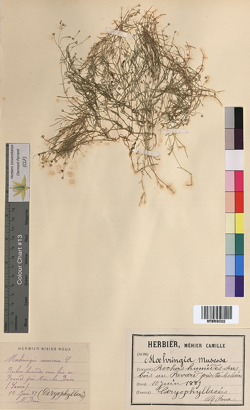Moehringia muscosa (Caryophyllaceae)
