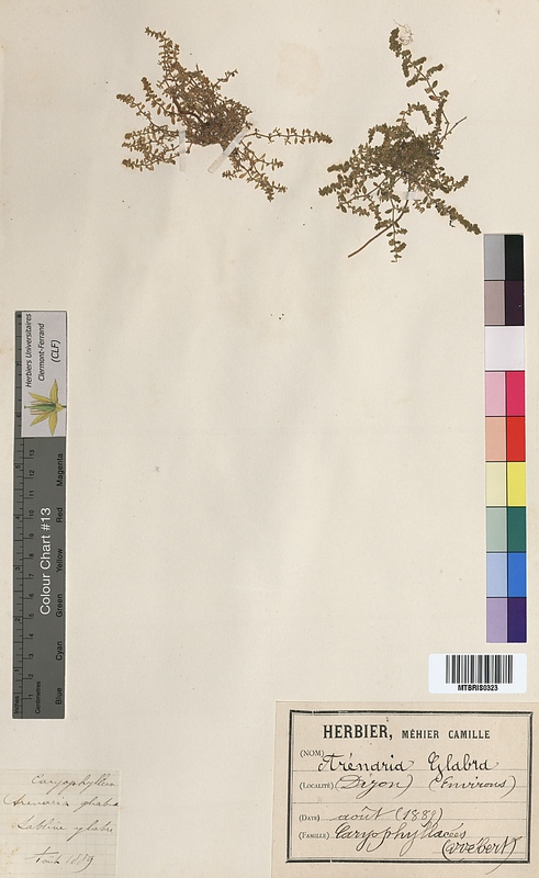 Arenaria glabra (Caryophyllaceae)