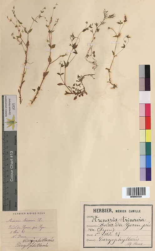 Arenaria trinervia (Caryophyllaceae)