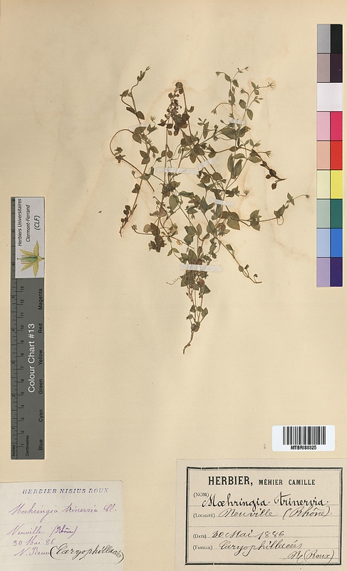 Moehringia trinervia (Caryophyllaceae)