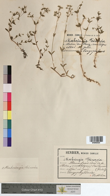Moehringia trinervia (Caryophyllaceae)