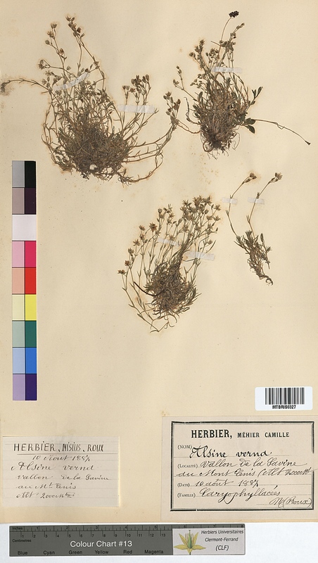 Alsine verna (Caryophyllaceae)