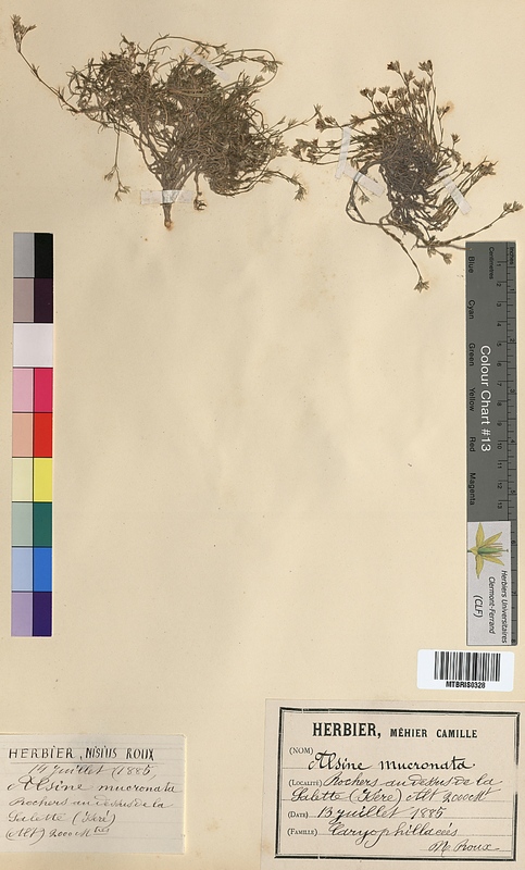 Alsine mucronata (Caryophyllaceae)