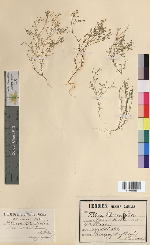 Alsine tenuifolia (Caryophyllaceae)