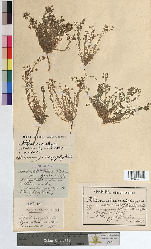 Alsine rubra (Caryophyllaceae)