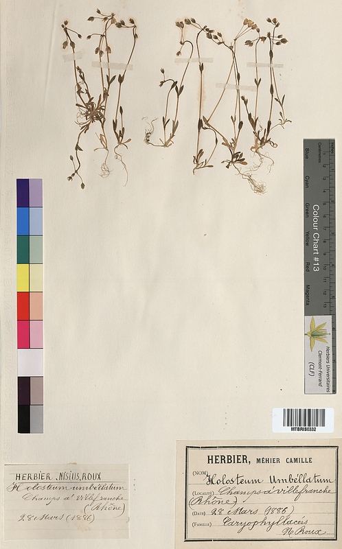 Holosteum umbellatum (Caryophyllaceae)