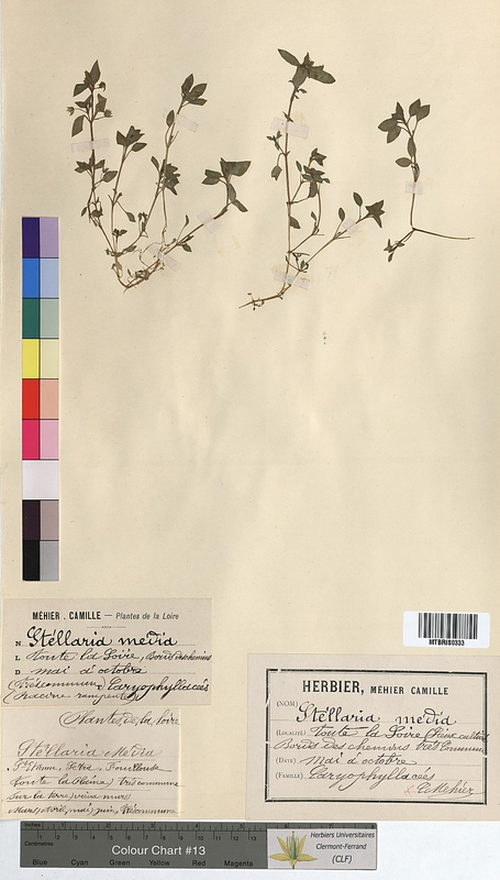 Stellaria media (Caryophyllaceae)