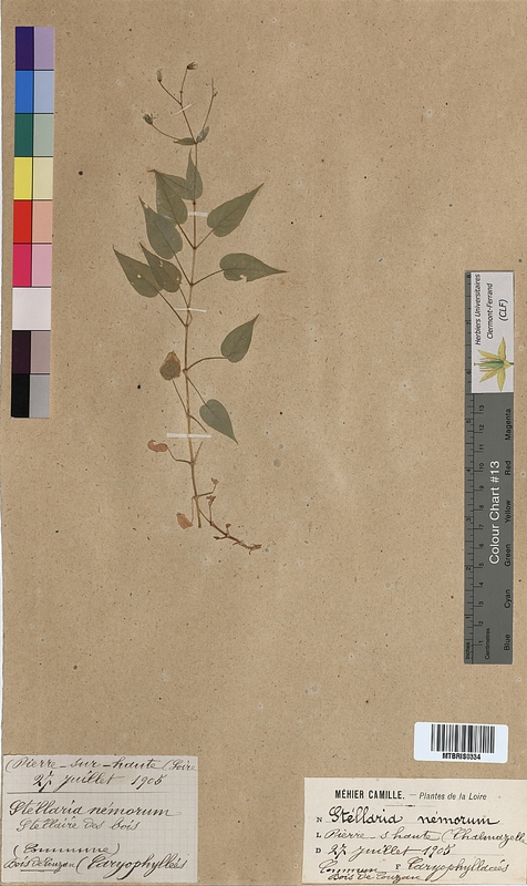 Stellaria nemorum (Caryophyllaceae)