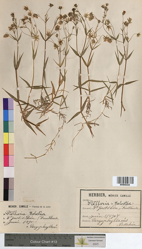 Stellaria holostea (Caryophyllaceae)