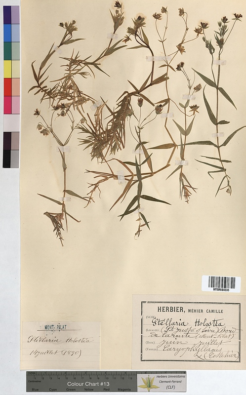 Stellaria holostea (Caryophyllaceae)