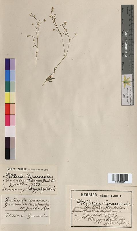 Stellaria graminea (Caryophyllaceae)