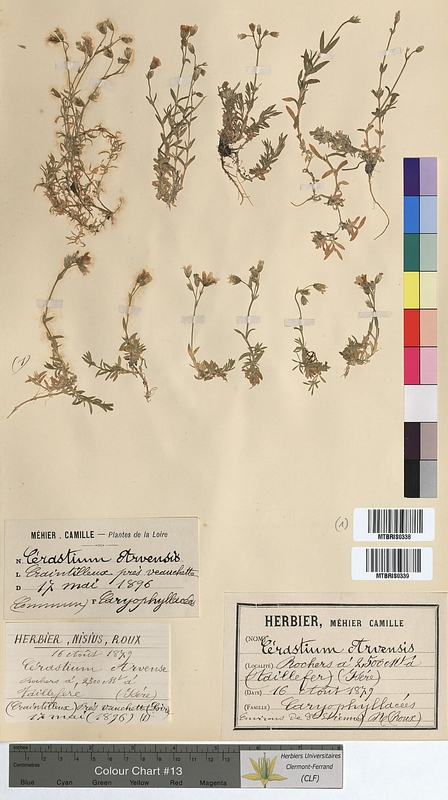 Cerastium arvense (Caryophyllaceae)