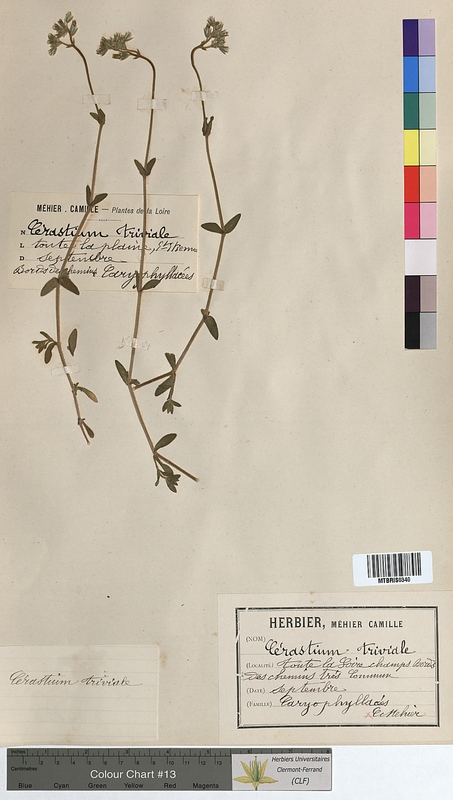 Cerastium triviale (Caryophyllaceae)