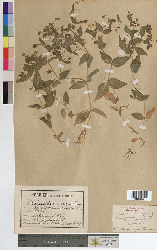 Malachium aquaticum (Caryophyllaceae)