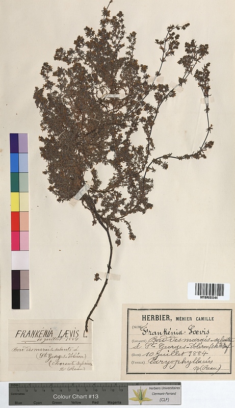 Frankenia laevis (Frankeniaceae)