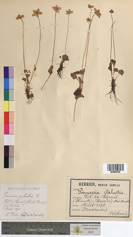 Parnassia palustris (Parnassiaceae)
