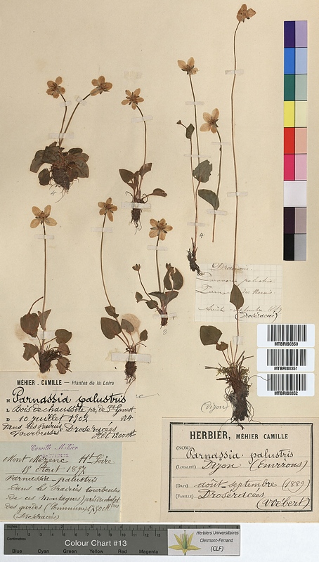 Parnassia palustris (Parnassiaceae)