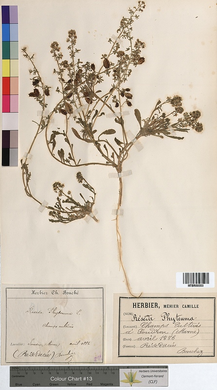 Reseda phyteuma (Resedaceae)