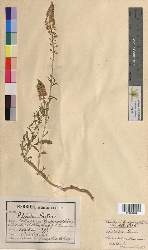Reseda lutea (Resedaceae)