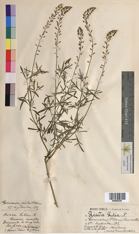 Reseda lutea (Resedaceae)