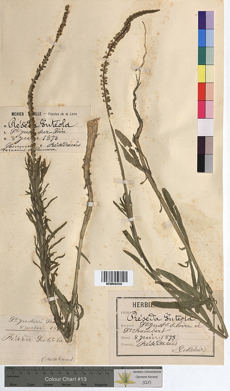 Reseda luteola (Resedaceae)