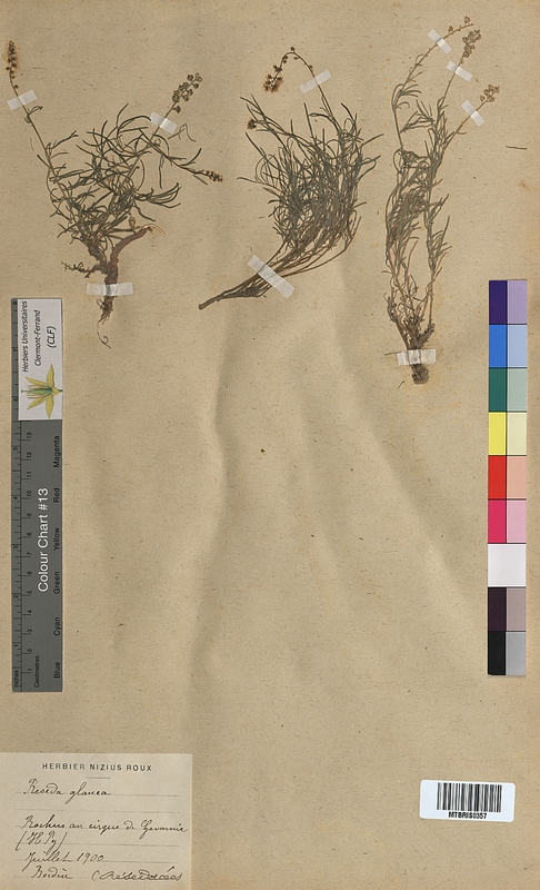 Reseda glauca (Resedaceae)