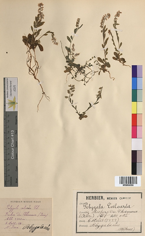 Polygala calcarea (Polygalaceae)